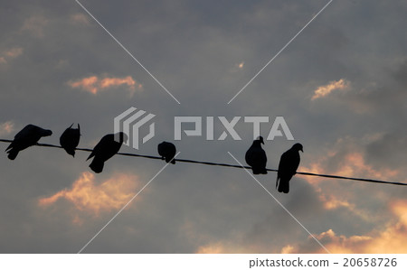 Birds on power line. Birds on power line. 20658726