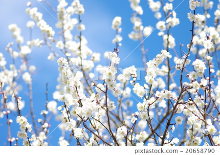 Flower of flowers 20658790