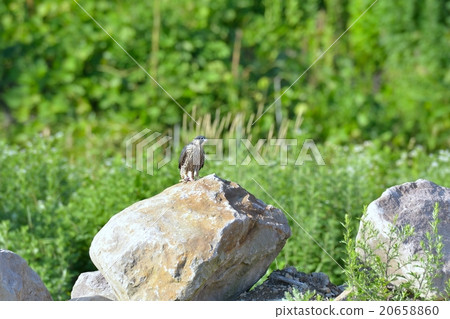 Falcon Falcon 20658860