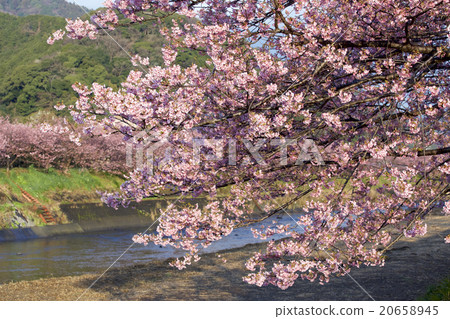 Kawazu cherry tree 20658945