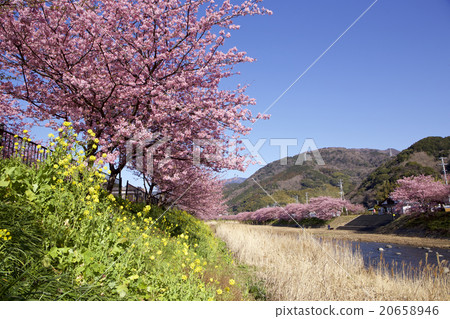 Kawazu cherry tree 20658946