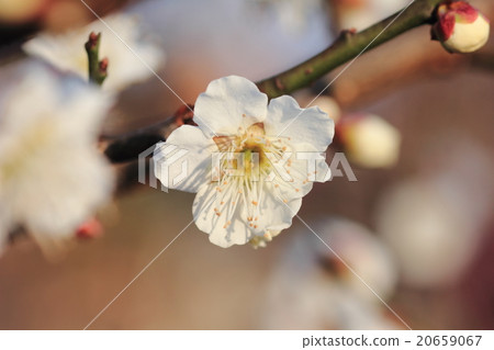 White flowers that emerged lively and fantastically in the morning sun (white plum) 20659067