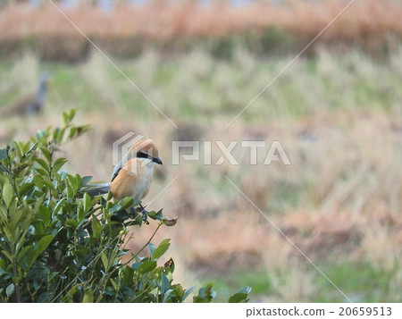 Male males (Winter February 2016 Kasugai city, Aichi prefecture) Male males (Winter February 2016 Kasugai city, Aichi prefecture) 20659513