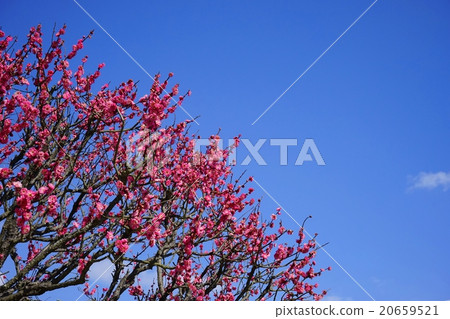 Early spring · Red plum spreading in the blue sky Early spring · Red plum spreading in the blue sky 20659521