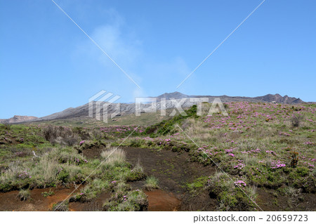 Mt. Aso and Azalea 20659723