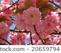Cherry Blossoms	 20659794