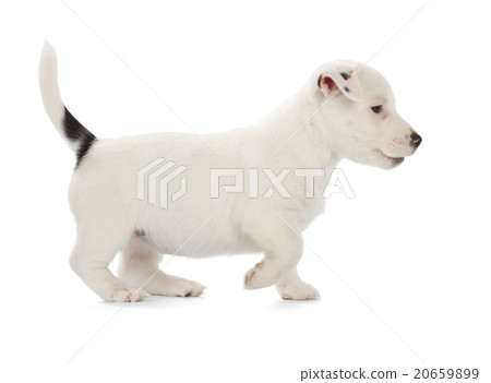 Jack Russell Terrier puppy Jack Russell Terrier puppy 20659899