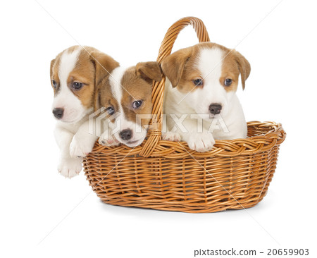 Jack Russell Terrier puppies sitting in a basket. 20659903
