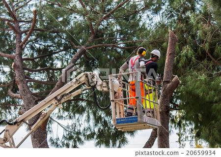 professional lumberjack cuts trunks 20659934