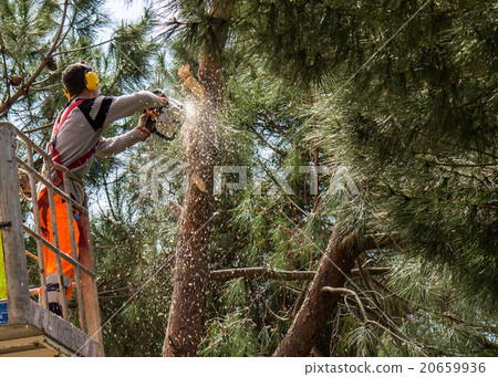 Professional lumberjack cuts trunks Professional lumberjack cuts trunks 20659936