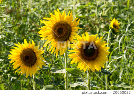 tree sunflower 20660022