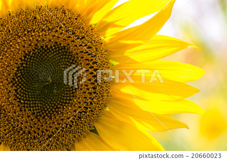 closeup of a beautiful sunflower 20660023