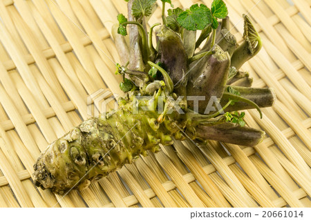 raw wasabi raw wasabi 20661014
