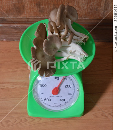 Indian oyster mushroom on weighing scale Indian oyster mushroom on weighing scale 20661615