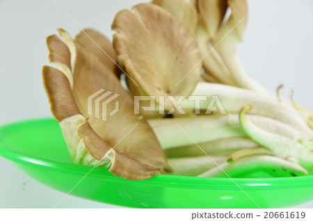 Indian oyster mushroom on weighing scale Indian oyster mushroom on weighing scale 20661619