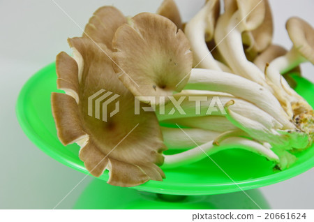 Indian oyster mushroom on weighing scale Indian oyster mushroom on weighing scale 20661624