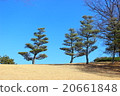 松樹 20661848