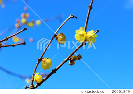 Sosin Ryubai 20661849