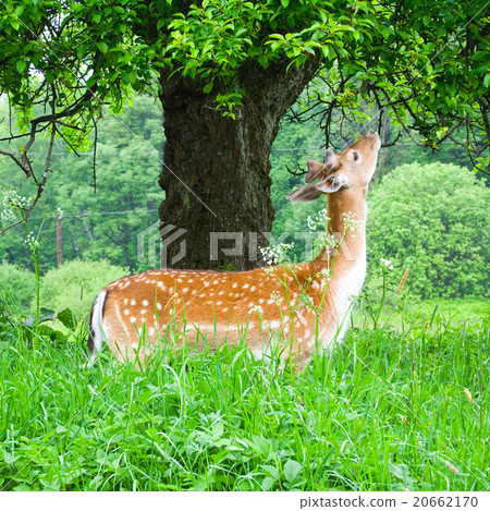 young fallow deer 20662170