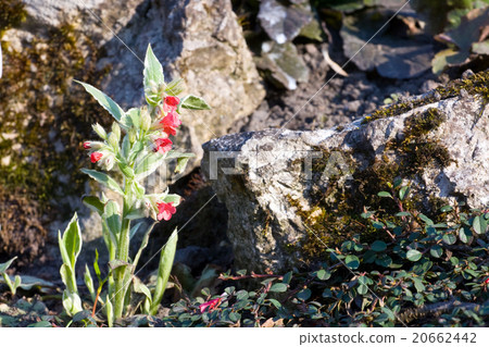 Pulmonaria rubra 20662442