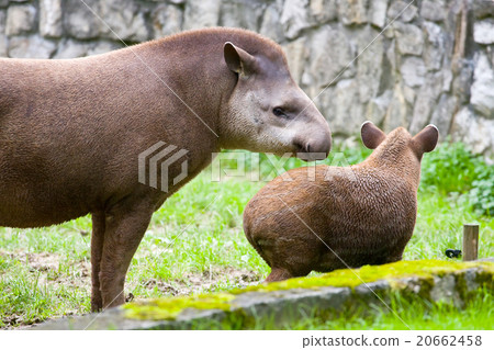 South American Tapir,Tapirus terrestris, anta 20662458