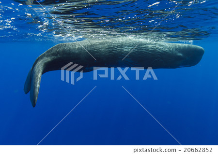 Sperm whale 20662852