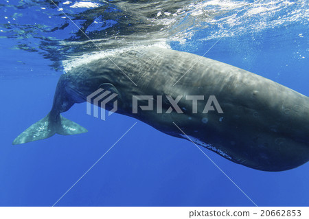 Sperm whale Sperm whale 20662853