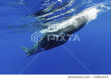 Sperm whale Sperm whale 20662854