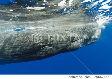Sperm whale Sperm whale 20662856