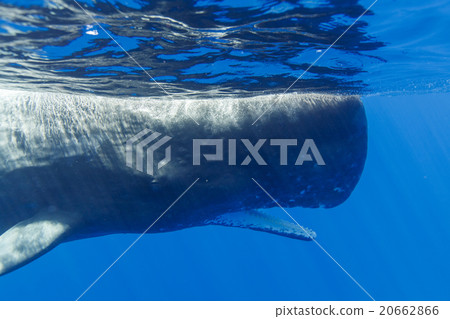 A sperm whale that opens your mouth A sperm whale that opens your mouth 20662866