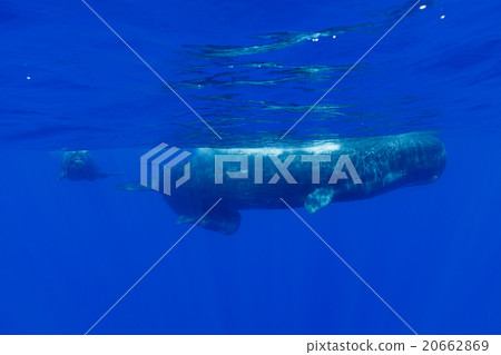 Parent and child of sperm whale Parent and child of sperm whale 20662869