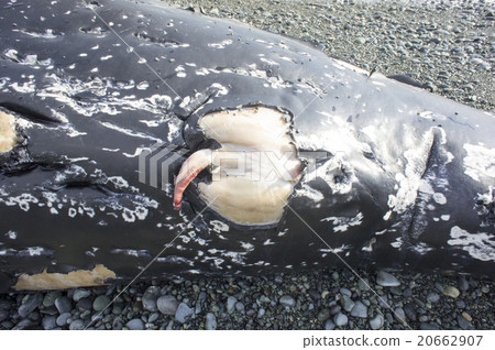 Humping whale's penis 20662907