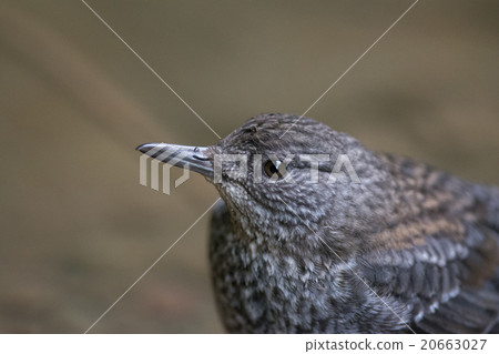 Pretty bullfighting young bird 20663027