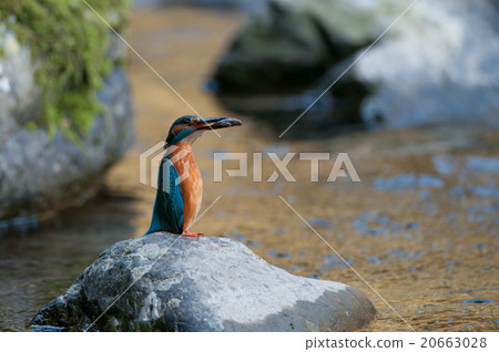 Mountain stream kingfisher Mountain stream kingfisher 20663028