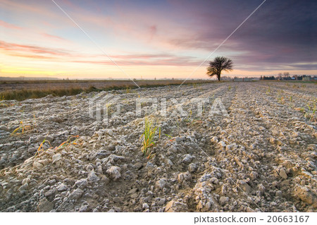 solitary tree in golden sunrise solitary tree in golden sunrise 20663167