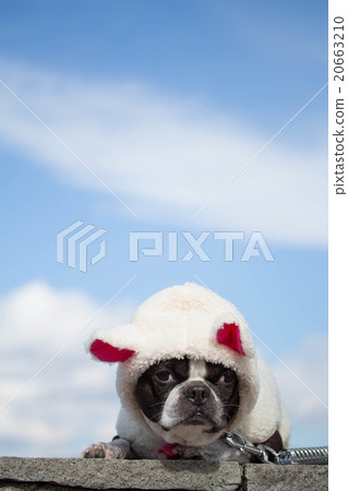 還有波士頓梗犬 20663210