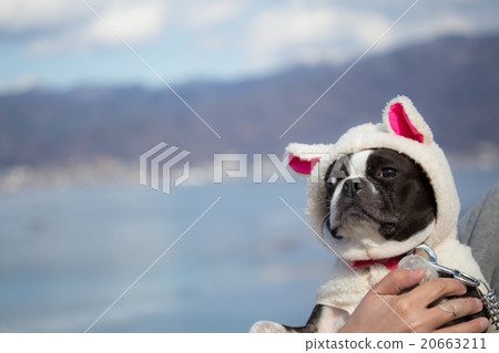 Also Boston Terrier and Winter Lake 20663211