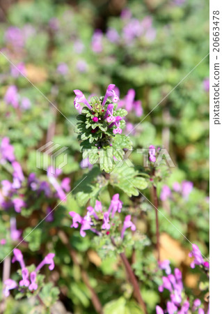 霍托肯諾扎 20663478