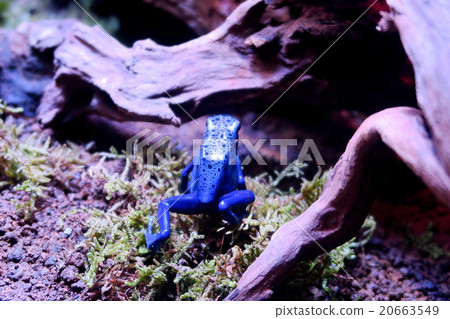 藍蛙 藍蛙 20663549