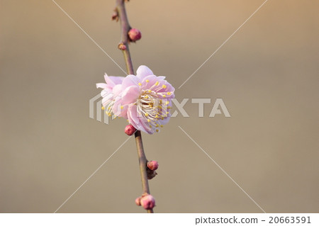 Dangling plum Dangling plum 20663591