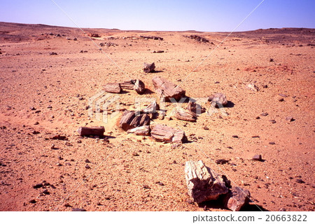 Petrified Forest (Fossil Forest) Petrified Forest (Fossil Forest) 20663822