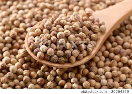 Coriander seed 20664539