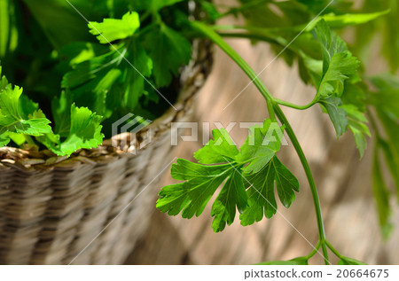 green, organic parsley on wooden table 20664675