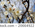 保土谷公園梅花開了 20664922
