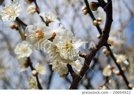 Hodogaya Park Plum blossoms up Hodogaya Park Plum blossoms up 20664922