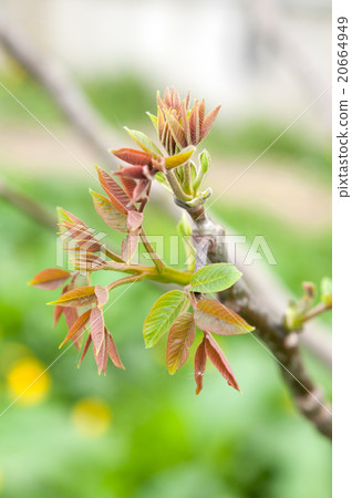 leaves of walnut 20664949