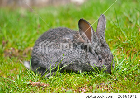 little rabbit 20664971