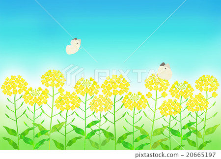 Rape flower field and butterfly 20665197
