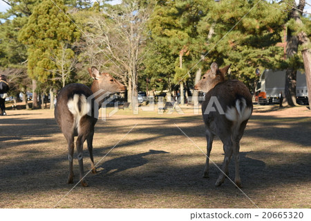 兩隻鹿 兩隻鹿 20665320