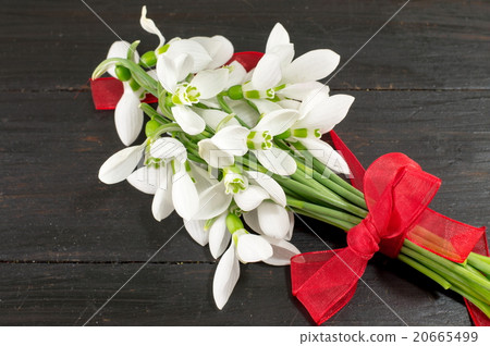 Fresh snowdrops bouquet on dark background Fresh snowdrops bouquet on dark background 20665499